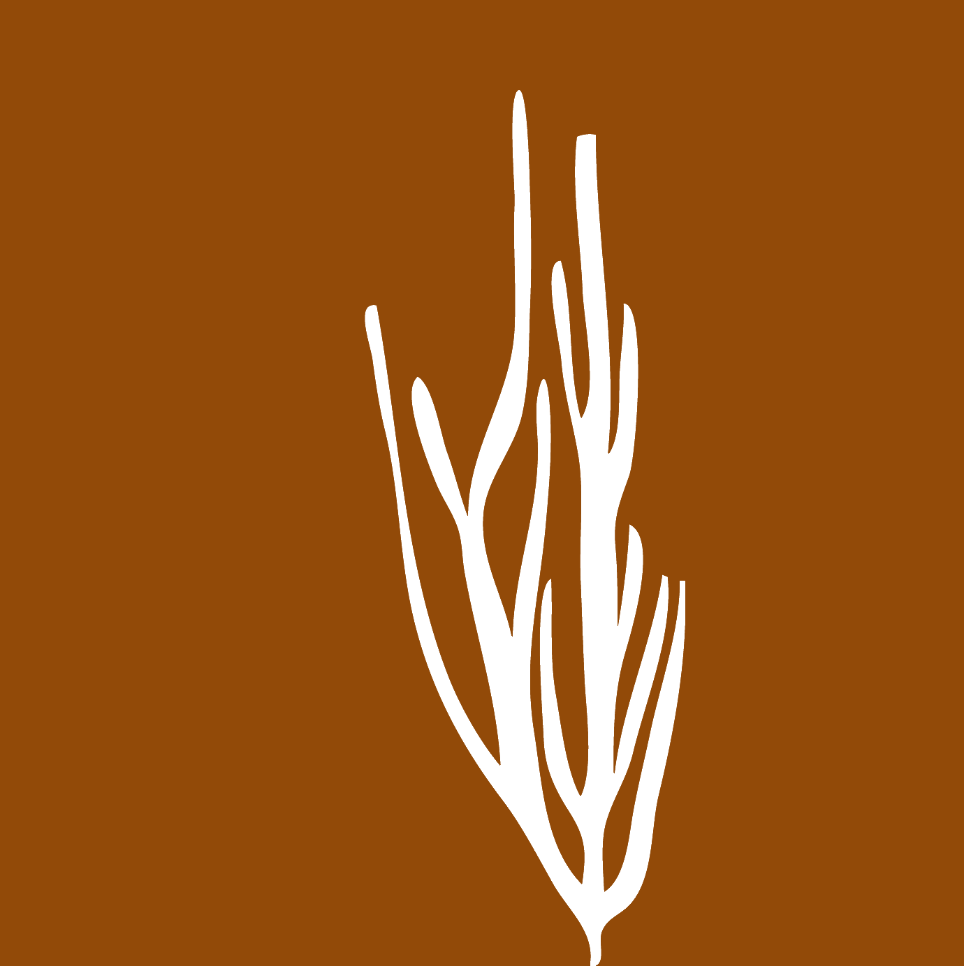 Candelilla illustration